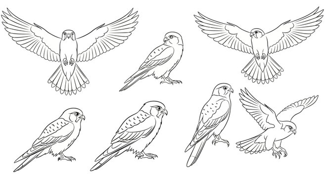 Kestrel hawk bird poses in black and white line art illustration
