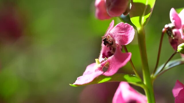 Closeup of a bee collecting nectar from a pink flower in natural sunlight. Macro nature scene with soft green background and delicate floral details.
