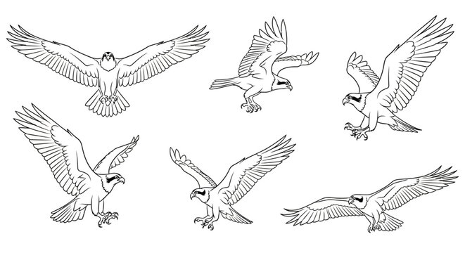 Set of Flying Ospreys in Line Art Style, Hand Drawn Bird Collection