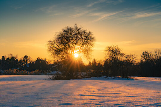 Majestic bare tree silhouette standing in a deep snow-covered field during a vibrant golden winter sunset. Warm sunbeams bursting through the branches.