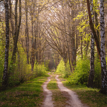 Sunlit Forest Path Through Spring Woodland