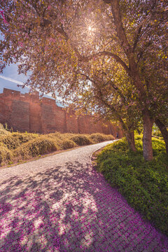 Beautiful spring day in Warsaw Old Town, Poland. Historic medieval red brick defense walls near the Barbican, framed by a blooming tree with pink petals scattered on a cobblestone path.