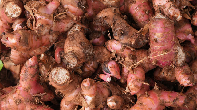 Galangal herb plant on traditional market