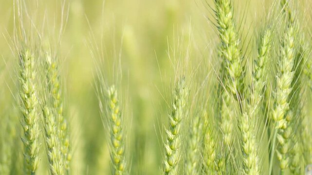 Peaceful Rural Wheat Field with Soft Focus