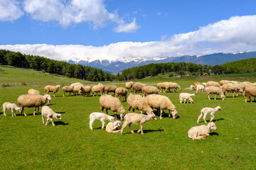 Fototapeta premium Rolling green pasturel with sheep under a calm blue sky in front of the snowy mountaiıns
