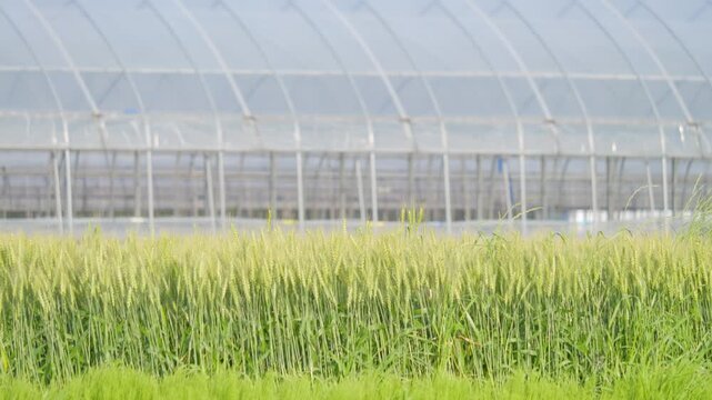 Peaceful Rural Wheat Field with Soft Focus