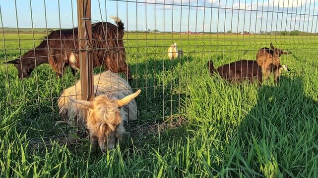 Close-up of a domestic goat reaching its head through a wire mesh fence to graze on fresh green grass in a rural field.