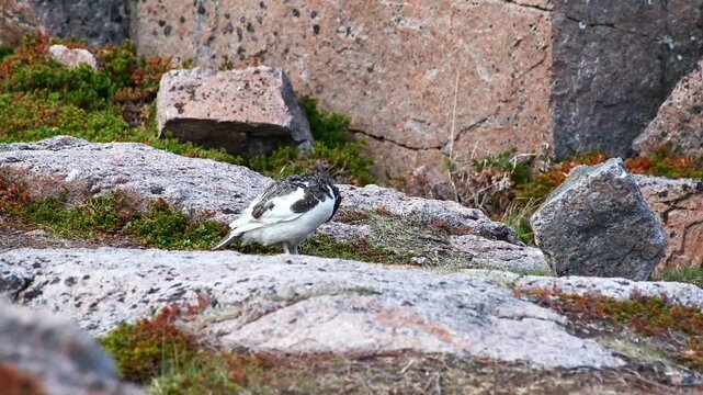 Tracking shot of ptarmigan walking and foraging across rocky tundra boulder outcrop in alpine terrain