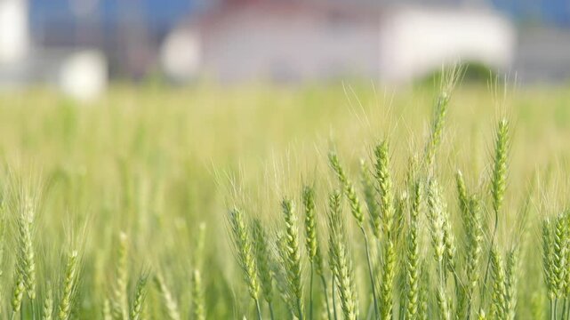 Peaceful Rural Wheat Field with Soft Focus
