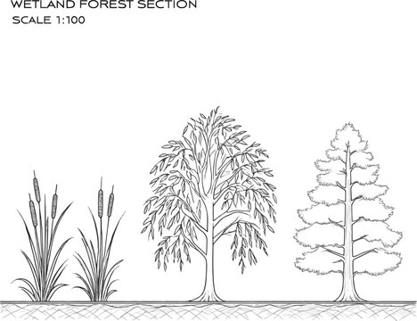 Create a realistic Architectural Drawings, Minimal style cad tree line drawing, Side view, set of section wetland forest outline for landscape design drawing. separate element vector art .