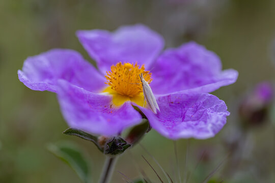 Close-up of Cistus pulverulentus variety (Laden) against a blurred background. Coleophora albicosta is a micromoth. It is a micromoth belonging to the Coleophoridae family and feeds on cistus plants.