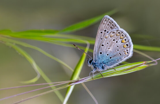 The Many-eyed Blue butterfly (Polyommatus icarus) is on the plant.