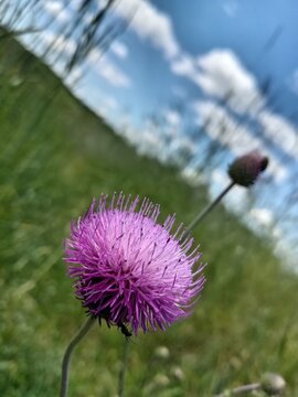 Purple thorn flower, flower against the sky