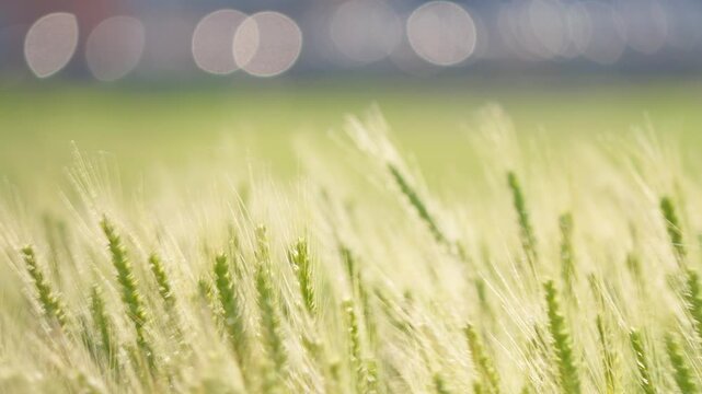 Peaceful Rural Wheat Field with Soft Focus