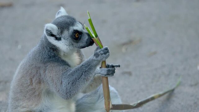 Ring-tailed Lemur Sitting and Eating a Bamboo Branch at Australia Zoo