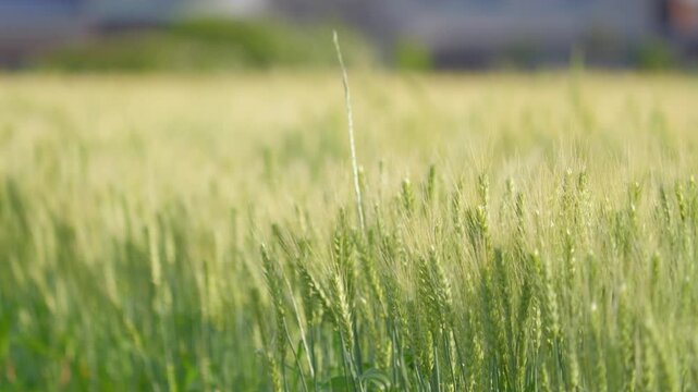 Peaceful Rural Wheat Field with Soft Focus