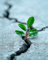 Fototapeta premium surreal resilient business concept, single green plant growing through a cracked concrete office floor, minimal premium composition, clean background