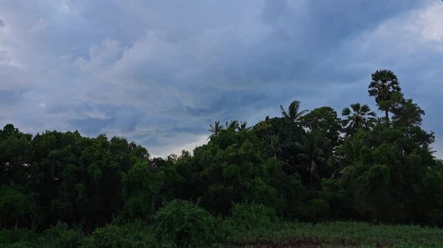 Dark Tropical Jungle and Palm Trees Under Dramatic Storm Clouds, Timelapse of Approaching Rainy Weather in Wild Nature, Atmospheric Landscape and Monsoon Season