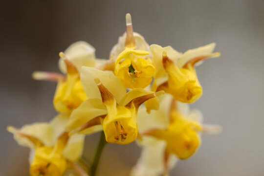 Lovely yellow Epimedium Sulphureum, often known as Barrenwort, will produce attractive lemon yellow flowers. They work well in garden borders or patio pots in shady locations of the garden. 