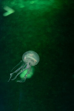 A translucent jellyfish floating in dark green water, surrounded by a mysterious underwater atmosphere. Soft illumination highlights its delicate body and flowing tentacles, making this image suitable