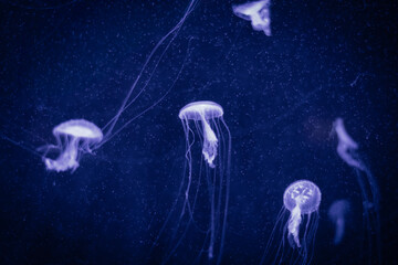 Jellyfish floating gracefully in deep blue water, illuminated against a dark underwater background. © DEEP PIXEL