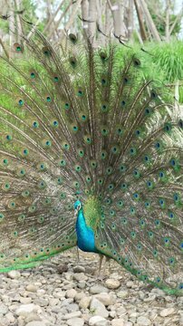 male indian peacock displaying its full colorful tail feathers in a lush outdoor setting