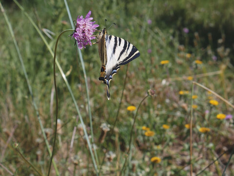 Close up. Butterfly species, Iphiclides feisthamelii in the wild	.