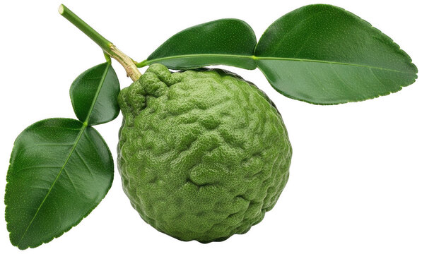 Fresh vibrant green kaffir lime fruit with distinct wrinkled textured skin isolated transparent background image