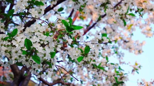 flowering and pollination of flowers on a cherry tree in spring