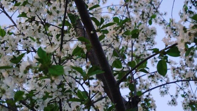 flowering and pollination of flowers on a cherry tree in spring