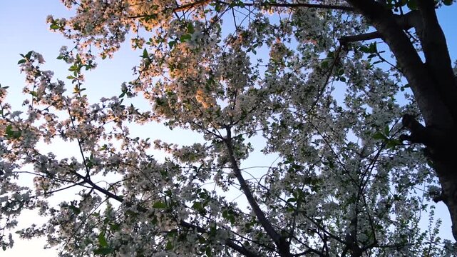 flowering and pollination of flowers on a cherry tree in spring