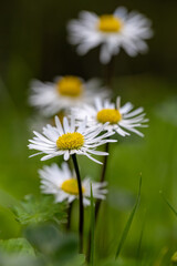 White delicate flowers of daisies (Bellis perennis) in a park garden in springtime as nature background © mylasa