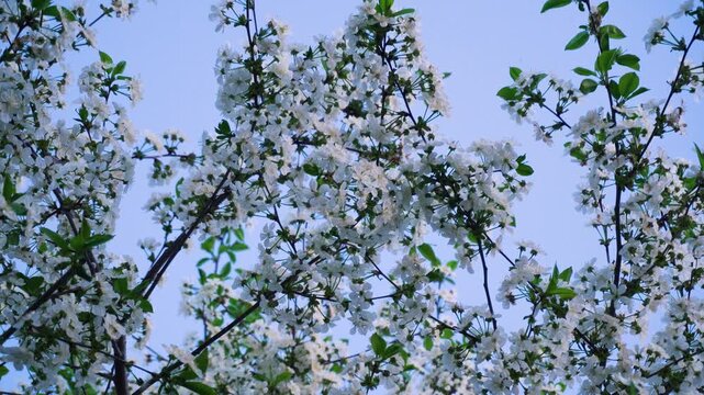 flowering and pollination of flowers on a cherry tree in spring