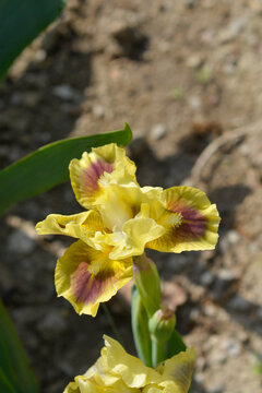 A stunning yellow and purple dwarf iris flower displays vibrant colors and intricate details - latin name - Iris Calamus