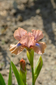 A beautiful pink dwarf iris flower with a smoky cast features a striking lavender blue beard and tangerine throat - latin name - Iris Chanted
