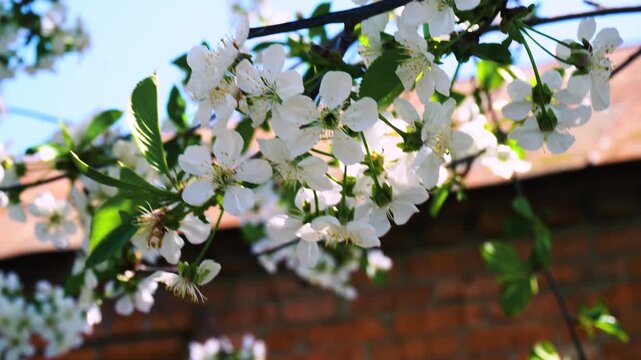 flowering and pollination of flowers on a cherry tree in spring