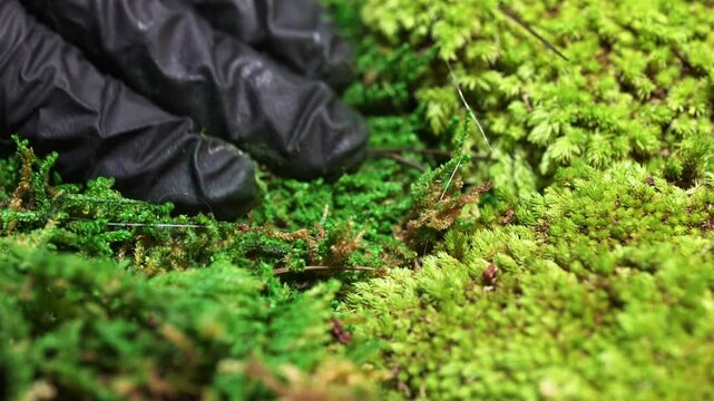 Close-up of preserved moss being glued to a board with hot glue