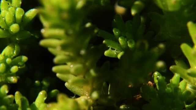 green grass in moderation in spring green bush of decorative flowers