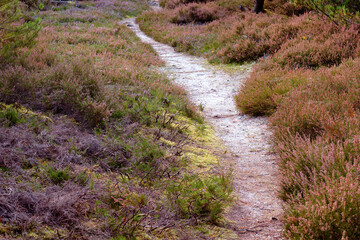 Fototapeta premium Nature, grass and hiking path in countryside with landscape, sustainable environment and trail. Outdoor, dirt road and eco tourism for scenic route in natural conservation park, bush or habitat