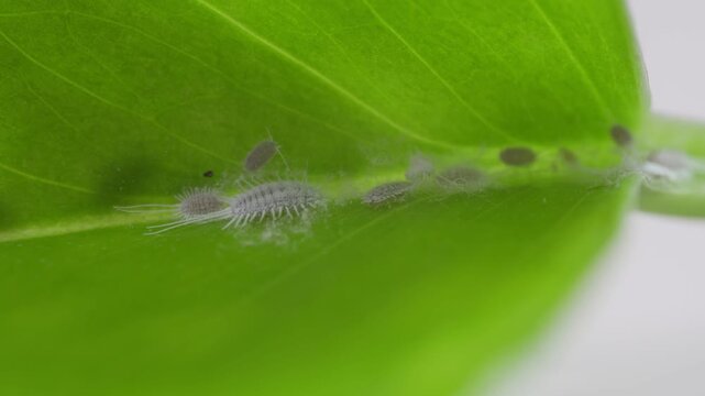 Drop of rubbing alcohol sprayed onto mealybugs on a green leaf