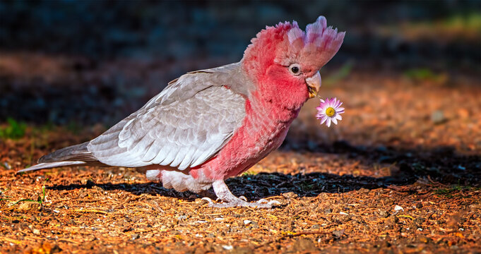 A galah bird perched in a vast grassy meadow