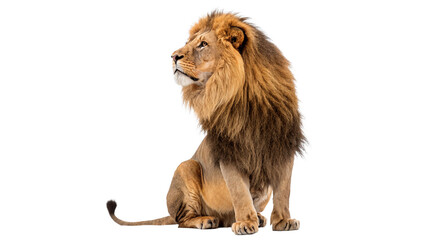 A close up profile portrait of a powerful male African lion with a large mane isolated on transparent background cut out © Ivan