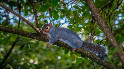 Obraz premium A closeup shot of a cute squirrel on a tree 