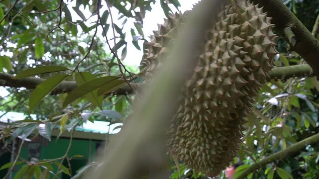 durian fruit on tropical orchard durians on tree haverst in thailand