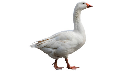 A domestic white gander goose bird standing side view profile looking forward farm poultry isolated on transparent background cut out © Ivan