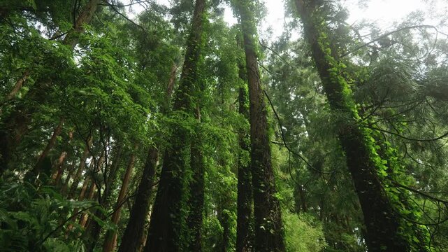 The canopy creates a prehistoric, mystical atmosphere typical of the Macaronesian islands.