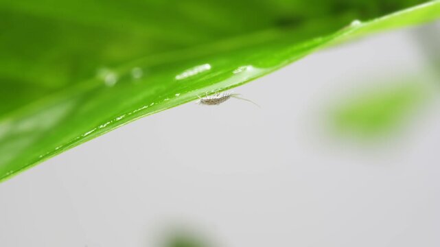 Mealybug crawling on leaf edge after being sprayed with rubbing alcohol