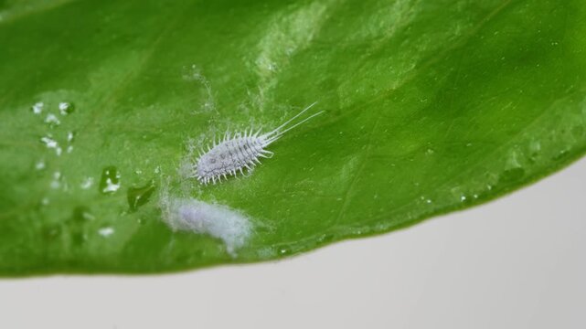 Macro shot of a mealybug on a green leaf near waxy coating