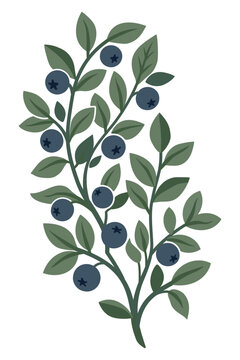 Wild blueberry branch with green leaves and berries, vector illustration. Branch of wild forest blueberry,  minimalist flat vector illustration isolated on a white background.