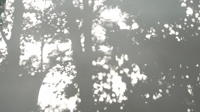 Sunlight casting abstract tree and leaf shadows on white wall
